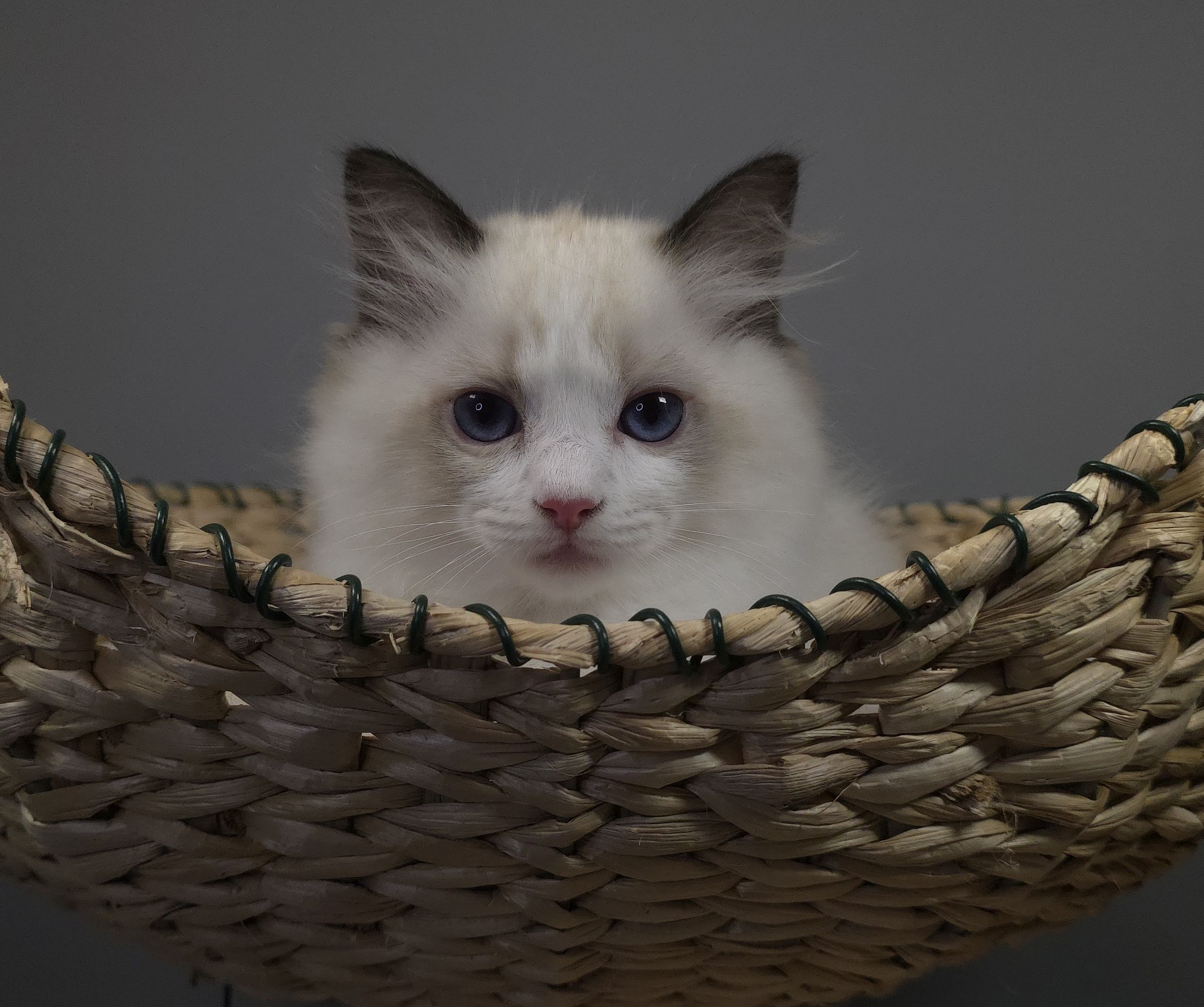 images/AvailableKittens/Jim website.jpg